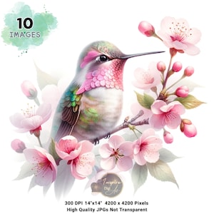 Clipart colibri, clipart colibri aquarelle, colibri avec clipart fleur, art aquarelle colibri, colibri et art floral