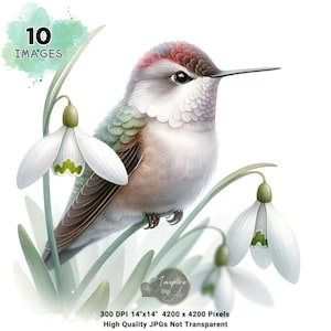 Imágenes prediseñadas de colibrí, imágenes prediseñadas de colibrí con flores, arte de acuarela de colibrí, imágenes prediseñadas de colibrí en acuarela, arte de colibrí y flores