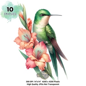 Imágenes prediseñadas de colibrí, imágenes prediseñadas de colibrí en acuarela, imágenes prediseñadas de colibrí con flores, arte de acuarela de colibrí, pájaro del amor, uso comercial