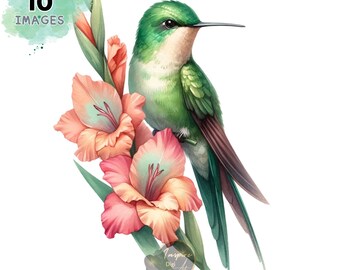 Kolibrie clipart, aquarel kolibrie clipart, kolibrie met bloem clipart, kolibrie aquarel kunst, dwergpapegaaien, commercieel gebruik