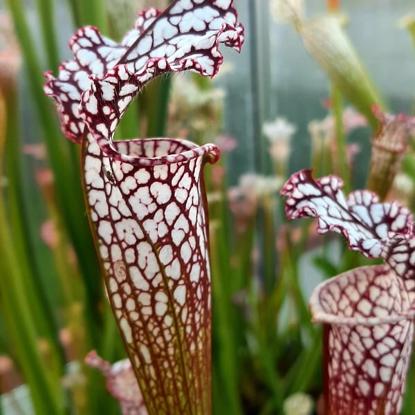 Sarracenia leucophylla plante carnivore Carnivore 25 graines (pas une plante) par portion