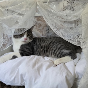 May include: A gray and white tabby cat resting on a white pillow under a white lace curtain. The cat has green eyes and pink nose. The cat is lying down, with its front paws extended.