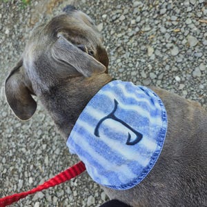 May include: A gray dog wearing a blue and white striped bandana with a black letter "T". The dog is on a leash, and the background is a gravel path.