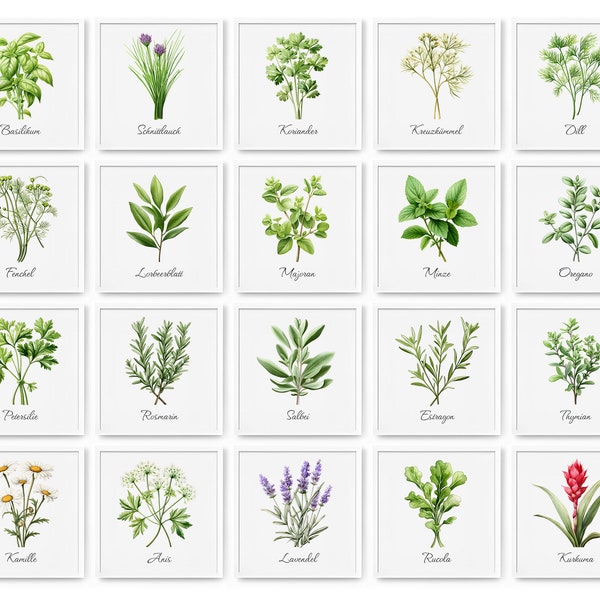 Herb Poster Set of 20 | Herbal print | culinary herbs | Basil, rosemary, sage, parsley, oregano, thyme, bay leaf