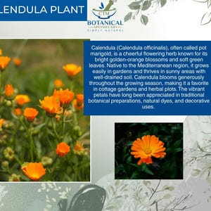 May include: A Calendula plant informational graphic featuring the text CALENDULA PLANT and CTM BOTANICAL APOTHECARY SIMPLY NATURAL. It displays a cluster of golden-orange flowers with green stems and a single orange blossom on dark leaves.