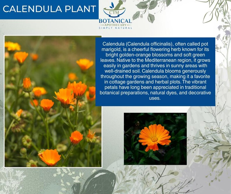 May include: A Calendula plant informational graphic featuring the text CALENDULA PLANT and CTM BOTANICAL APOTHECARY SIMPLY NATURAL. It displays a cluster of golden-orange flowers with green stems and a single orange blossom on dark leaves.