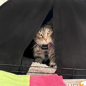 Cats enjoy the dark and relaxing Cozy space