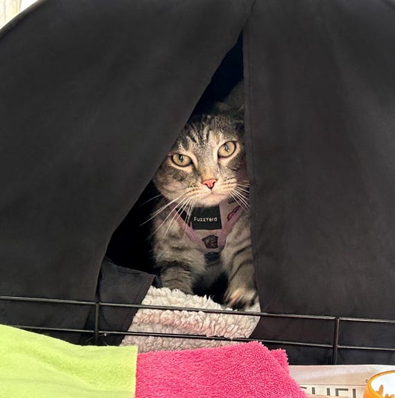 Portable Cat Cave Bed, Covered Calming Den