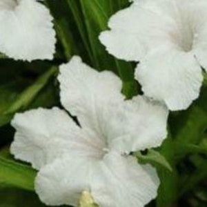 May include: Close-up of several white flowers with delicate, ruffled petals. The flowers are surrounded by vibrant green leaves, creating a natural and fresh aesthetic. The image highlights the intricate details of the blossoms.