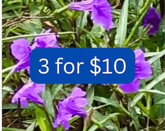 3 Purple Mexican Petunia 4" Rooted Starters - Live Plant