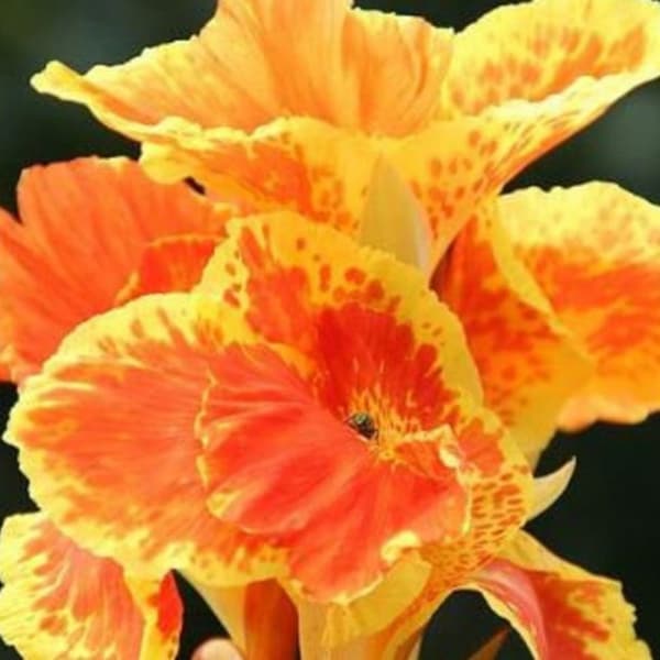 Canna Lily - Live Plant