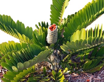 Cardboard Palm Tree - Live Plant