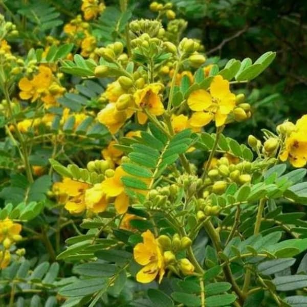 Yellow Senna Cassia Butterfly Bush - Live Plant