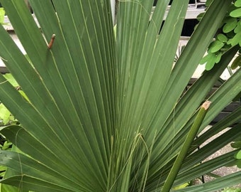 Palm Tree - Live Plant