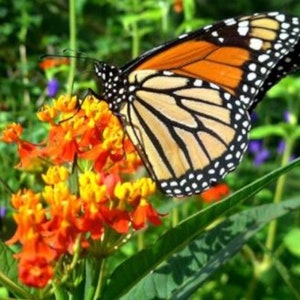 May include: A monarch butterfly with orange and black wings is perched on a cluster of orange and yellow flowers. The butterfly's wings are spread wide, showing off its intricate patterns.