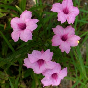 Pink Mexican Petunia - 6” live plant