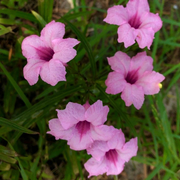 Pink Mexican Petunia - Live Plant