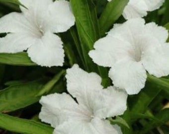 White Mexican Petunia - 15 Seeds