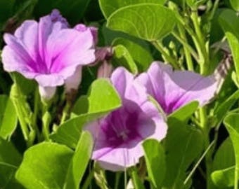 Beach Morning Glory - Railroad Vine - Ipomoea pes-caprae  live plant