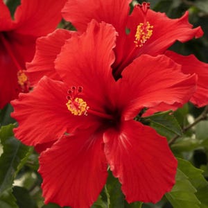May include: Close-up of vibrant red hibiscus flowers with ruffled petals and prominent yellow stamens. The flowers are in full bloom, showcasing their rich color and intricate details. Green leaves provide a natural backdrop.