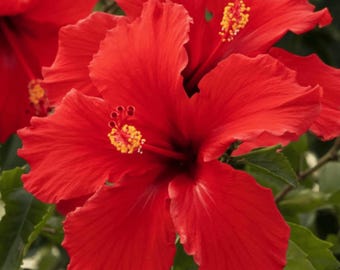 Red Hibiscus - Live Plant