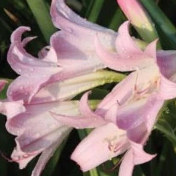 Pink Crinum Lily - Live Plant