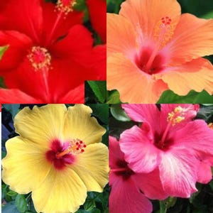 Hibiscus - live plant