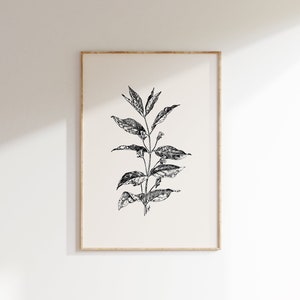 Impresión de ilustración botánica vintage, impresión de arte floral cambiante, arte floral oscuro para la pared de la galería, regalo minimalista de decoración de apartamento lindo