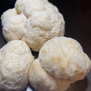 May include: Close-up of several Lion's Mane mushrooms. The mushrooms are a creamy white color and have a unique, shaggy texture. The image shows the mushrooms in a natural setting, highlighting their distinctive appearance.