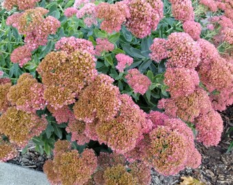 Autumn Joy sedum starts