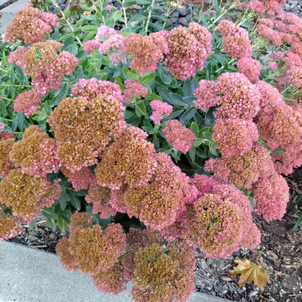 Autumn Joy sedum starts