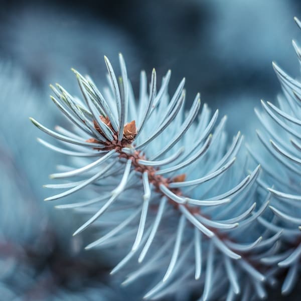 BLUE SPRUCE Scented Soy Candle