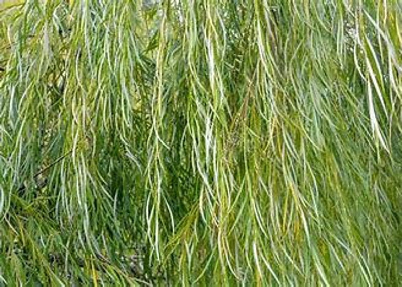 Weeping Willow, Easy to Grow, Growing Zones 68, Works Well on Slopes