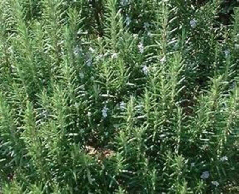 Arp Rosemary rosmarinus Officinalis, Zones 610, Ornamental, Culinary