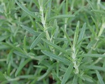 Arp Rosemary (Rosmarinus officinalis), zones 6-10, ornamental, culinary, full sun, attracts, bees, hummingbirds, and butterflies.