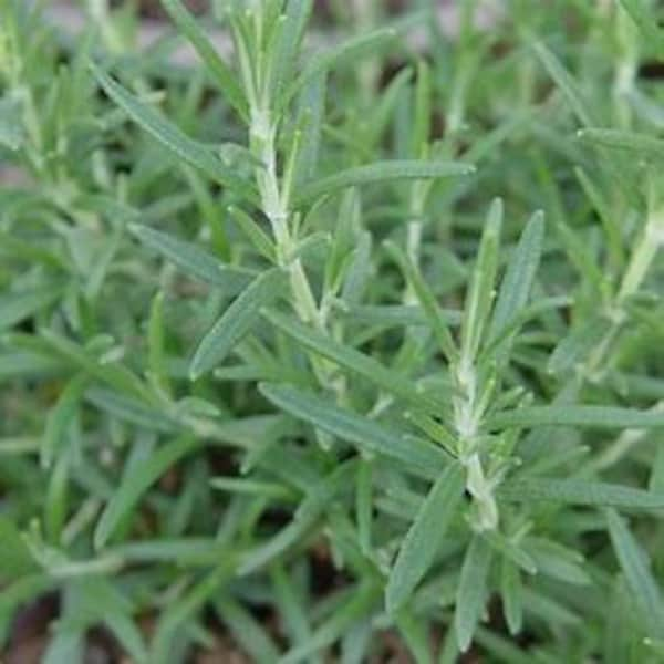 Arp Rosemary (Rosmarinus officinalis), zones 6-10, ornamental, culinary, full sun, attracts, bees, hummingbirds, and butterflies.