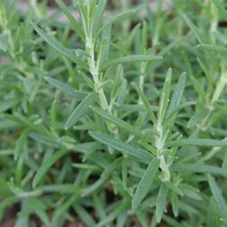 Arp Rosemary rosmarinus Officinalis, Zones 610, Ornamental, Culinary