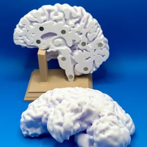 Könnte beinhalten: Zwei weiße 3D-gedruckte Gehirnmodelle. Eines ist aufgeschnitten und auf einem beigen Ständer montiert, der die inneren Strukturen zeigt. Das andere Modell liegt auf einer blauen Oberfläche und zeigt das Äußere des Gehirns. Beide Modelle haben dunkelgraue kreisförmige Akzente.