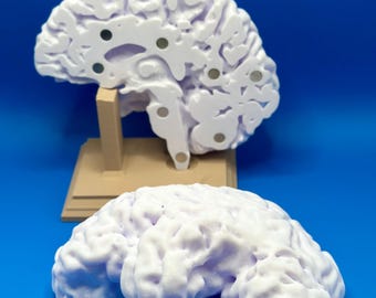 Modelo cerebral 3D