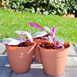 Small Plant Bliss - Mini Rooted Inch Plant