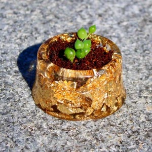 Mini Plant Lover&#39;s Delight - Small Potted Succulent for Desk or Shelf