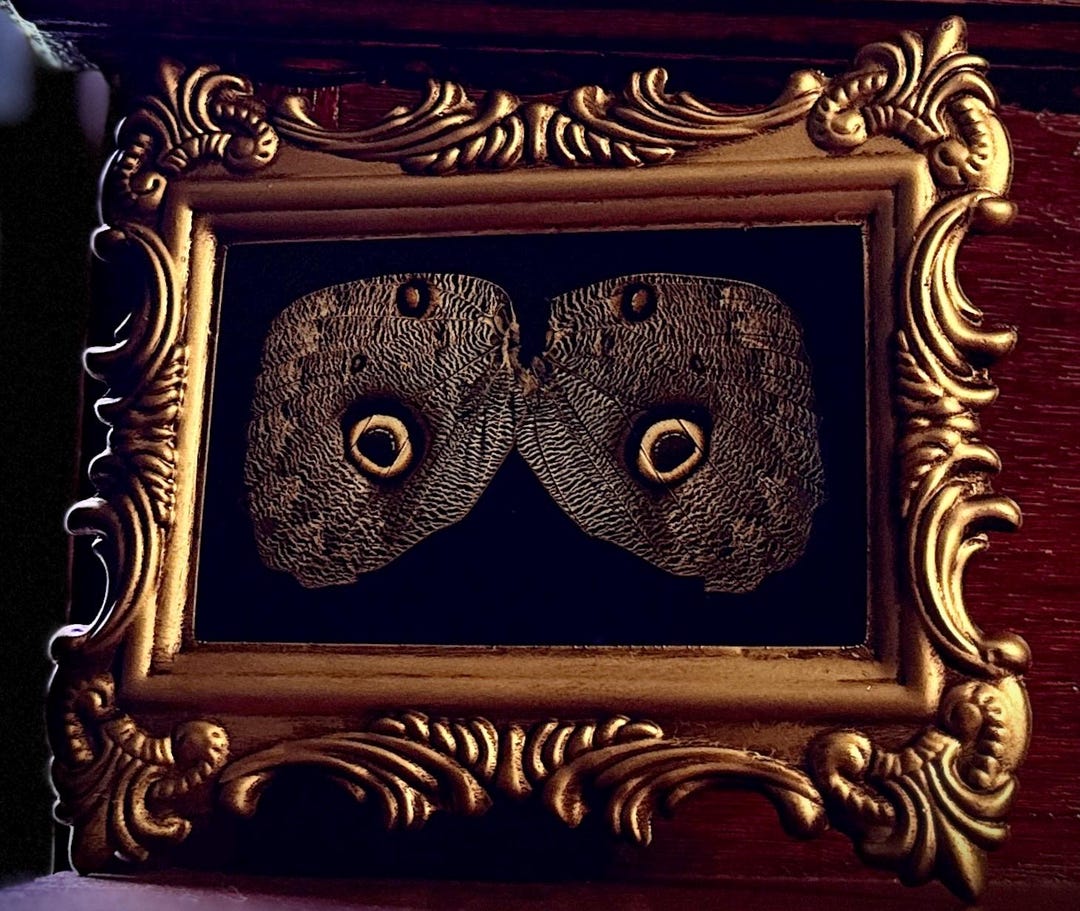 フクロウの蝶の羽：額入り昆虫アート - Etsy 日本