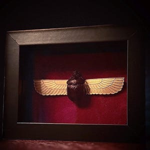 Large beetle : Framed insect / Entomology Art