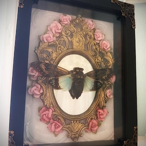 Blauwe gevleugelde cicade: ingelijste insecten-/entomologiekunst