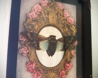 May include: A framed insect art piece featuring a cicada with detailed wings, set against a white background. The insect is framed within an ornate gold oval, surrounded by pink roses, and encased in a black frame with decorative corner accents.