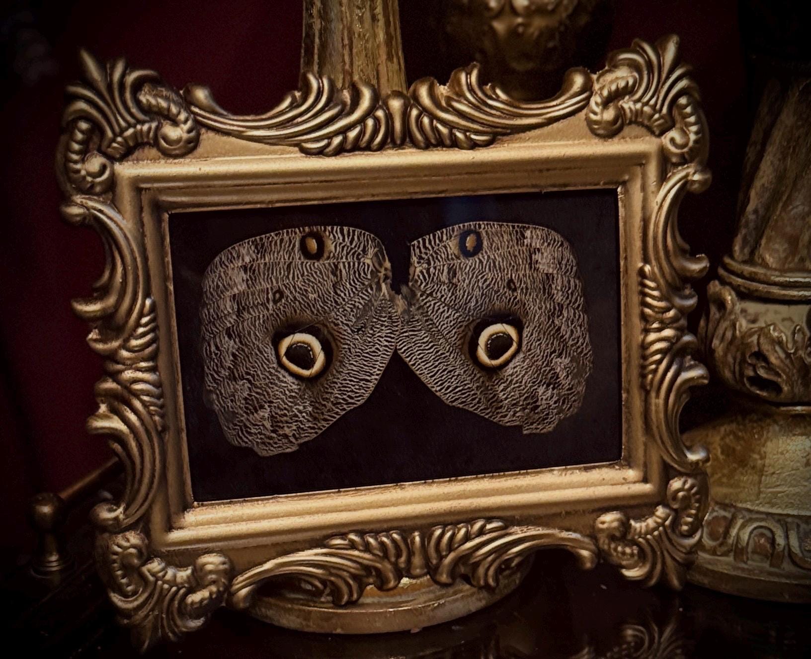 フクロウの蝶の羽：額入り昆虫アート - Etsy 日本