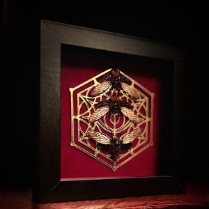 May include: Three cicada insects are displayed in a framed shadow box. The insects are arranged in a geometric pattern within a gold hexagonal frame on a red velvet background.