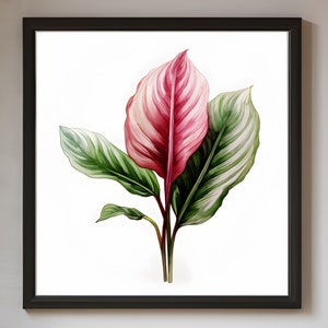 Calathea, Plants Poster, Plants Art, Plant Print, Plants Wall Art, Printable Wall Art, Plant Digital, Nature, Botanical, Flowers Wall Art