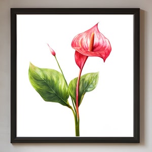 Anthurium, Plants Poster, Plants Art, Plant Print, Plants Wall Art, Printable Wall Art, Plant Digital, Nature, Botanical, Flowers Wall Art