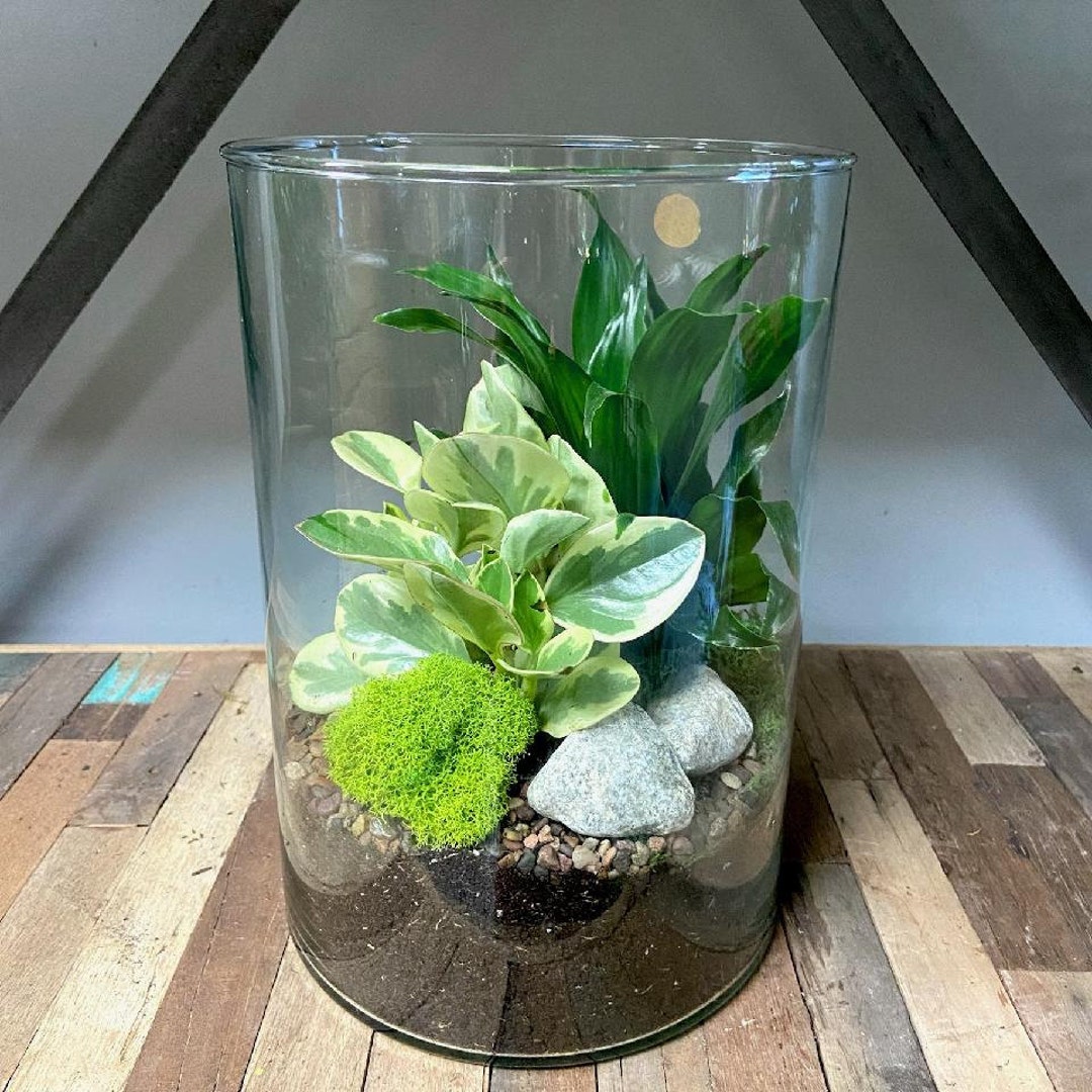 Terrarium Kit Etsy Australia
